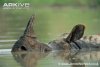$Indian-rhinoceros-wallowing-in-water-head-detail.jpg