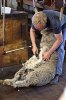 $200px-Sheep_shearing.jpg