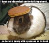 $Pancake Bunny.jpg