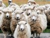$sheep-herd.jpg