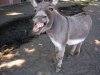 $donkey-braying-small.jpg