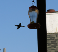 Humingbird Sillhouette.png