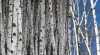 $silver birch trees.jpg