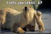 $funny-pictures-bear-secrets.jpg