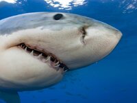 great-white-shark-1.jpg