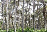 170613_coconut-Plantation12_kjrosales.jpg
