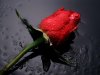 $Red_Rose_flowers.jpg