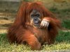 $orangutan_img01-l.jpg
