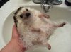 $washing_hedgehog.jpg