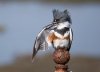 $belted_kingfisher_glamor.jpg