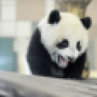 Angry__Panda