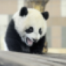 Angry__Panda