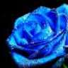 TheBlueRose