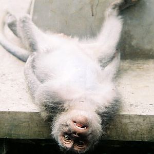 monkey_upsidedown