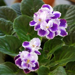 AfricanViolet