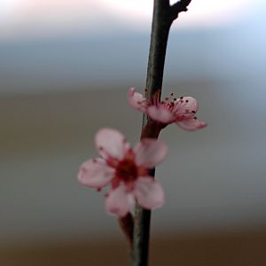 Plumblossom