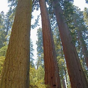 calaveras-big-trees-state-park-north-grove-trail