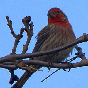 House Finch Perching