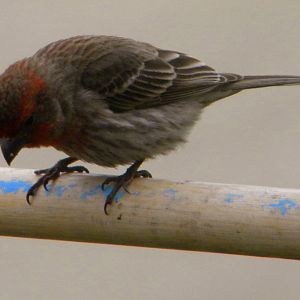 House Finch watching