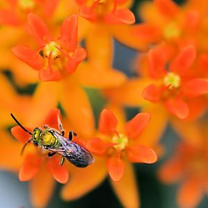 Insect on Butterfly Weed