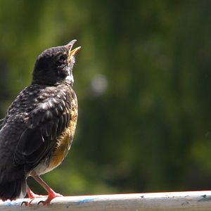 young robin singing small