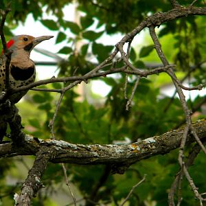 northern flicker small