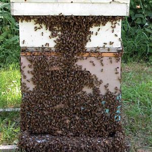 Big Hive