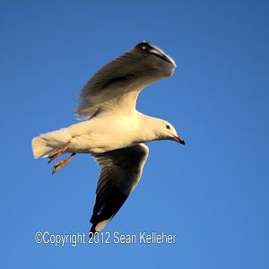 In Flight