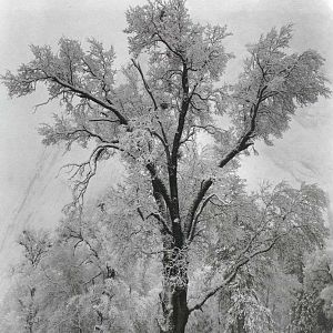 oak tree-ansel adams-darkroom