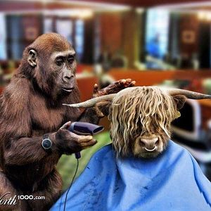 Chimp cutting hair