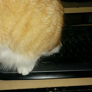 Keyboard Malfunctioning