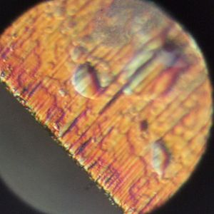 Microscope Pictures