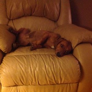 Lazy Dox-hound