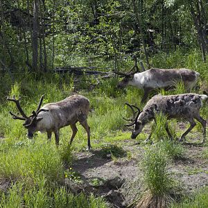 Caribou