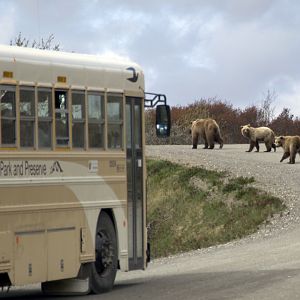 BearBus2