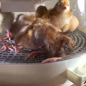 A crowded incubator