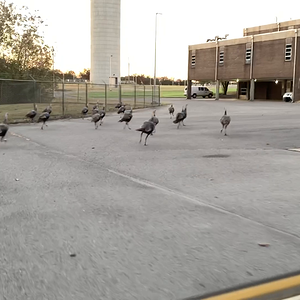 Running with the turkeys